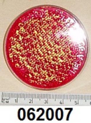Picture of Reflector : Red : 2 inch diamter